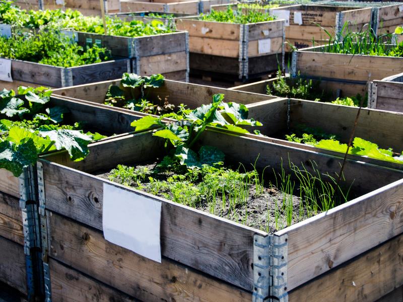 urban farming