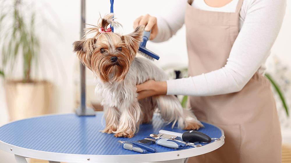 dog grooming business