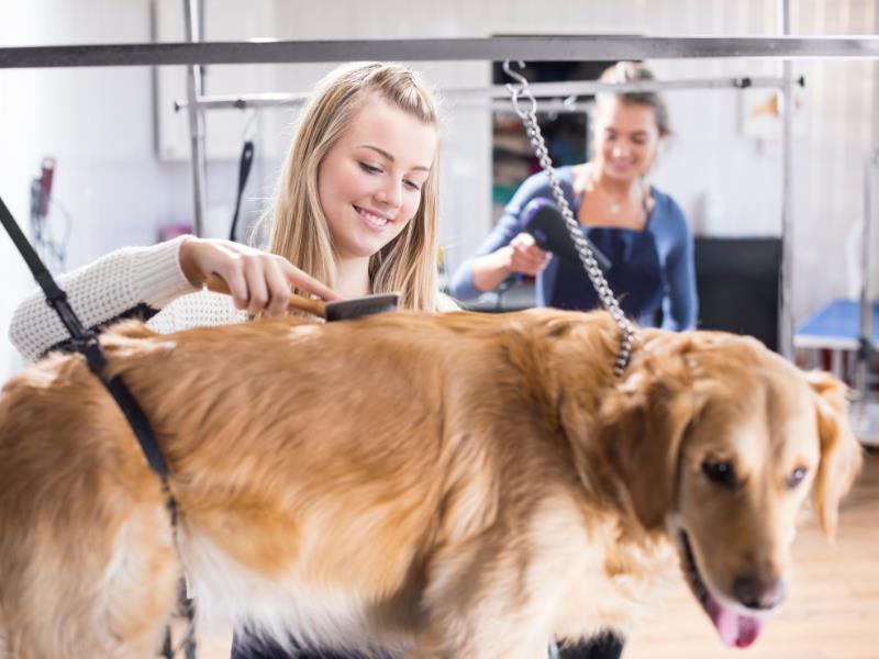 Dog Grooming Business