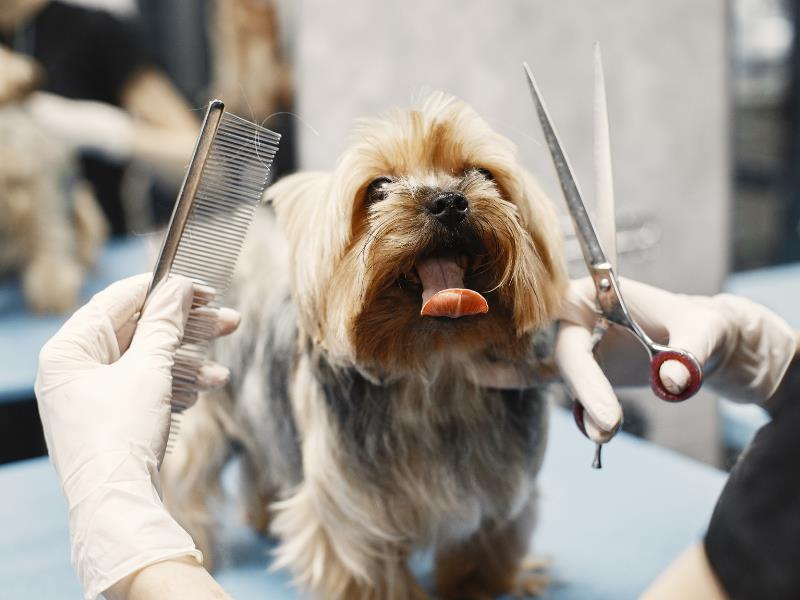 Dog Grooming Business