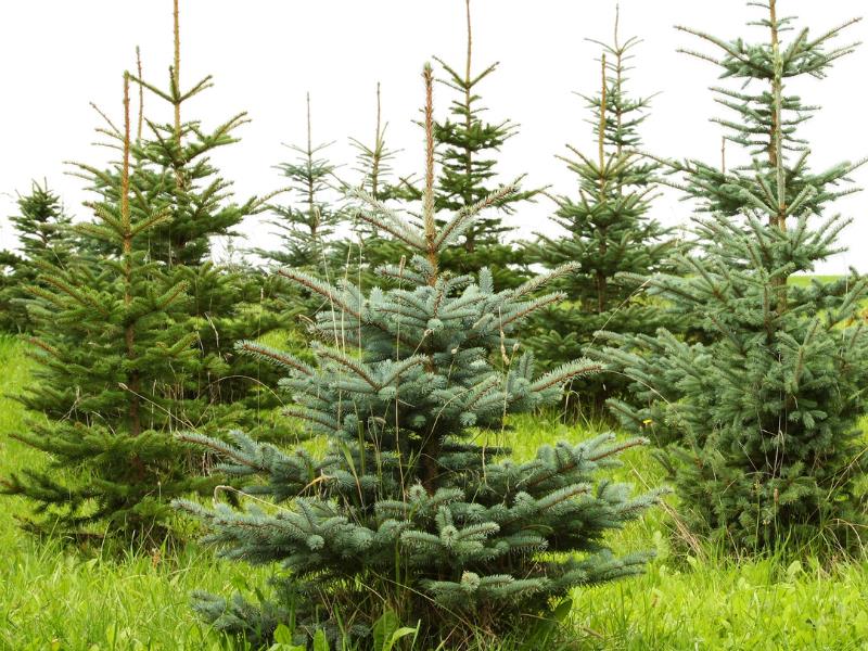 christmas business ideas