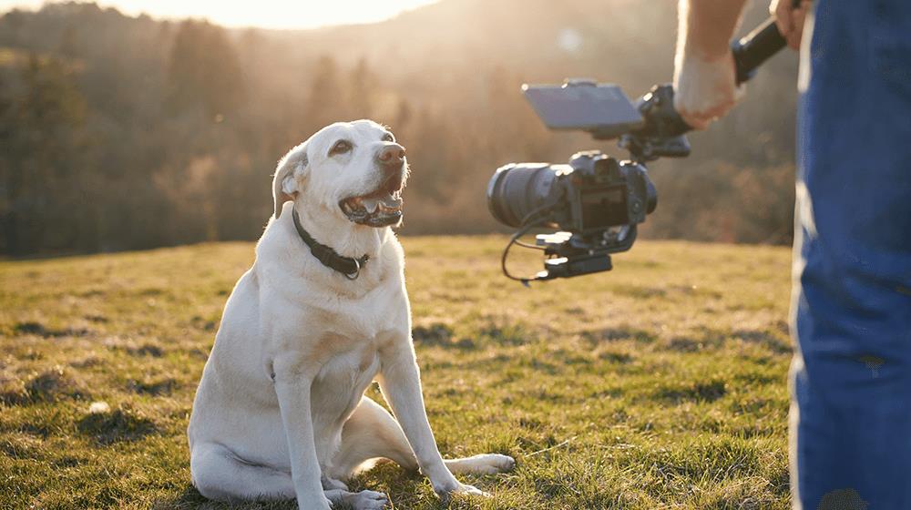 videography business ideas