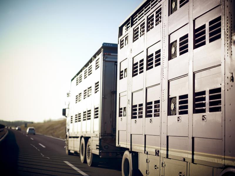 Truck Business Ideas