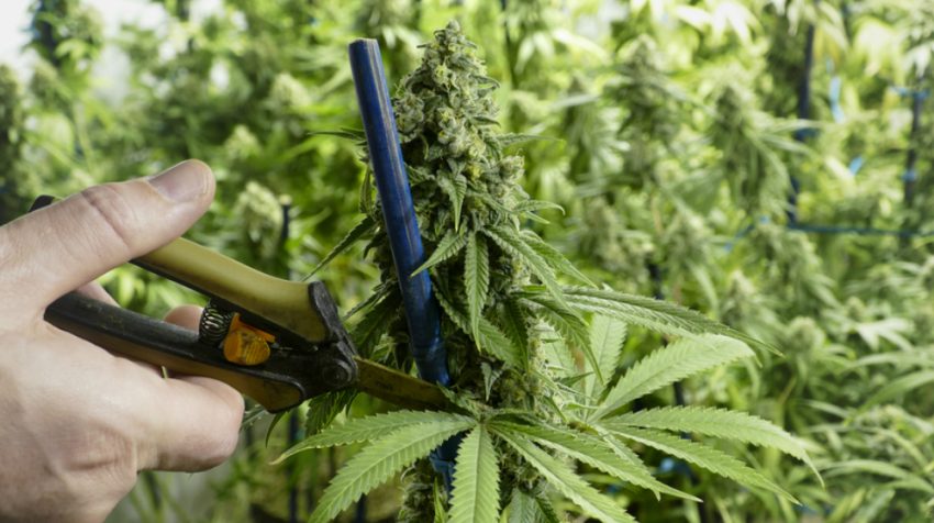 20 Marijuana Business Opportunities