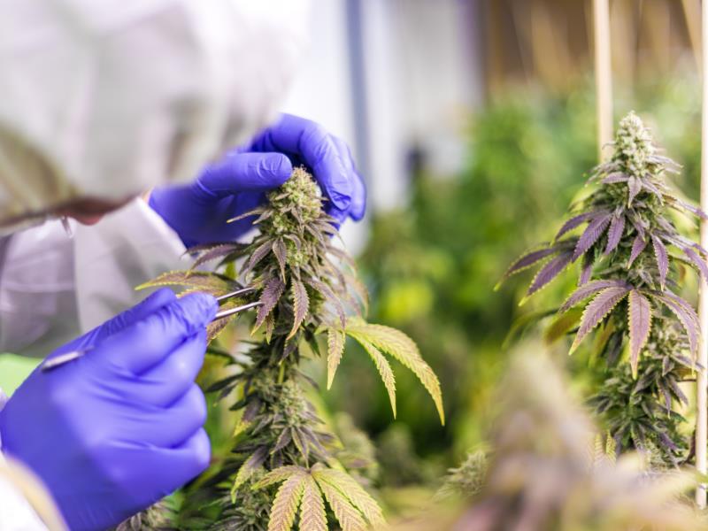 Small Business Ideas in the Growing Cannabis Industry