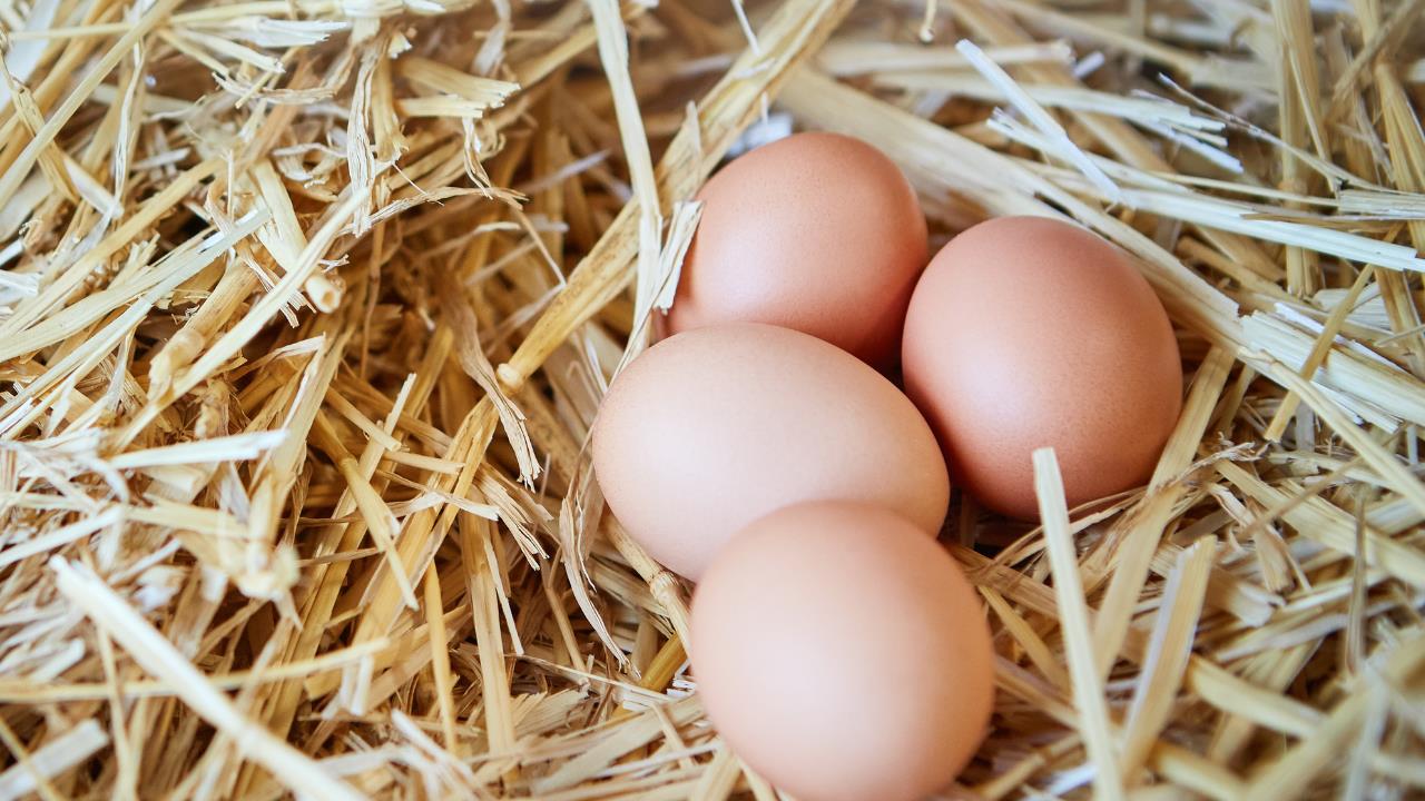 how to start a farm - free range egg farm