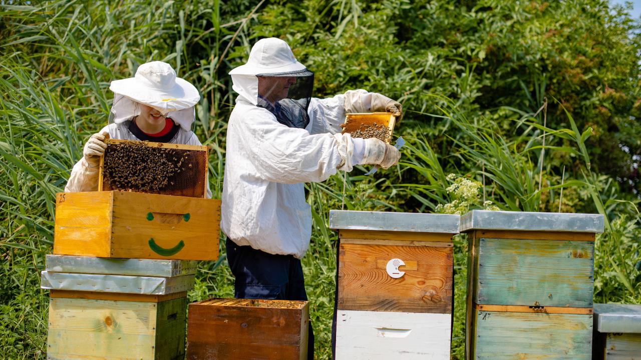how to start a farm - farmers harvesting honey on their bee farm