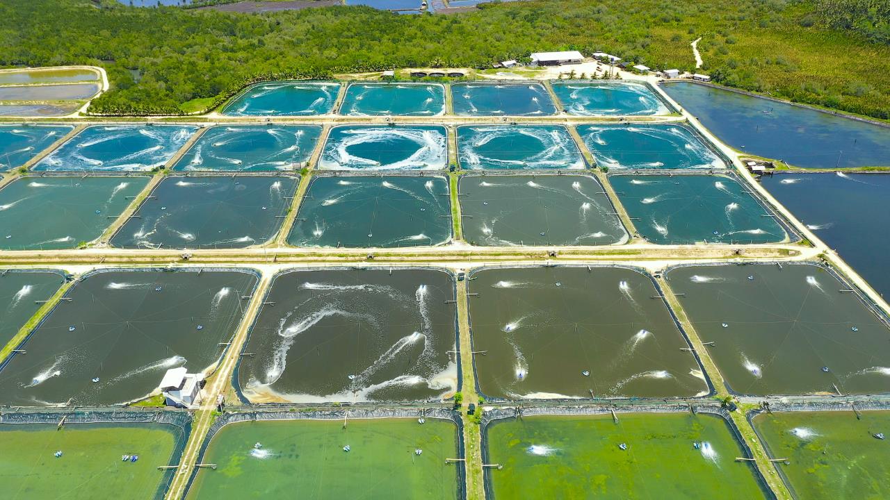 how to start a farm - pic of a field with shrimp farms 