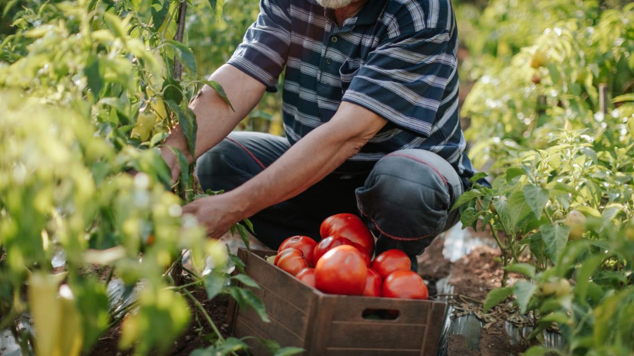 how to start a farm - man picking tomatoes on his farm