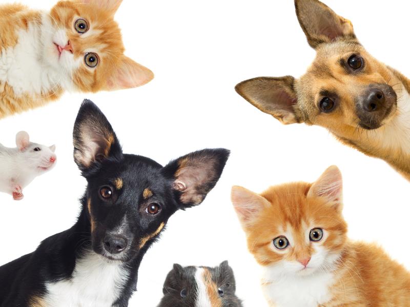 Social Media Marketing with Your Pet