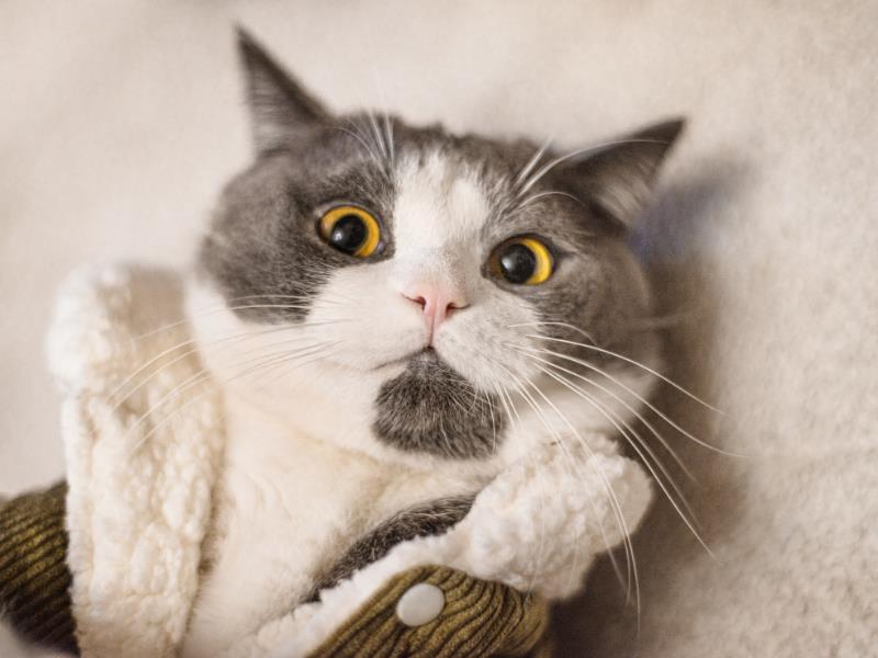 Social Media Marketing with Your Pet