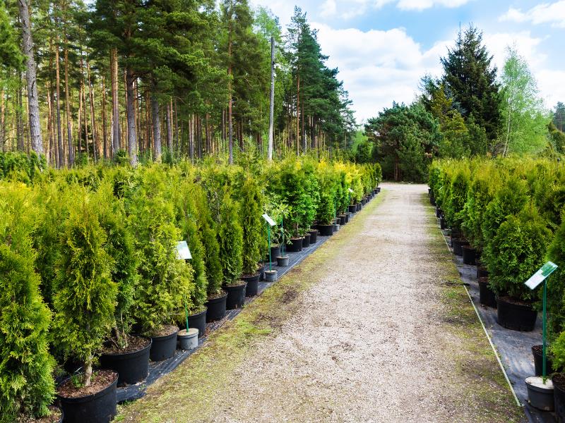 Plant Nursery