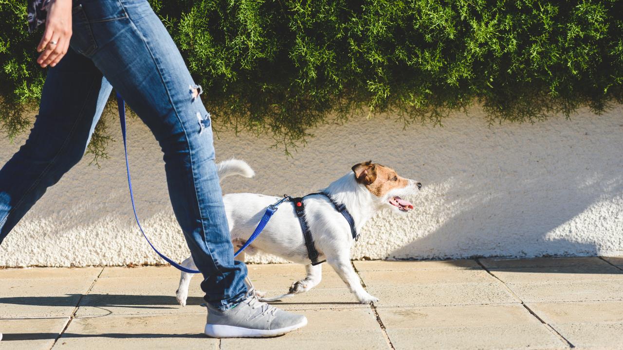 how to start a dog walking business