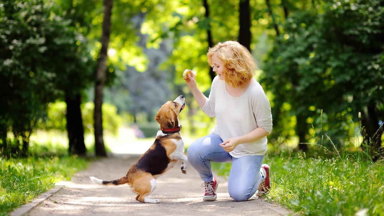 how to start a dog walking business