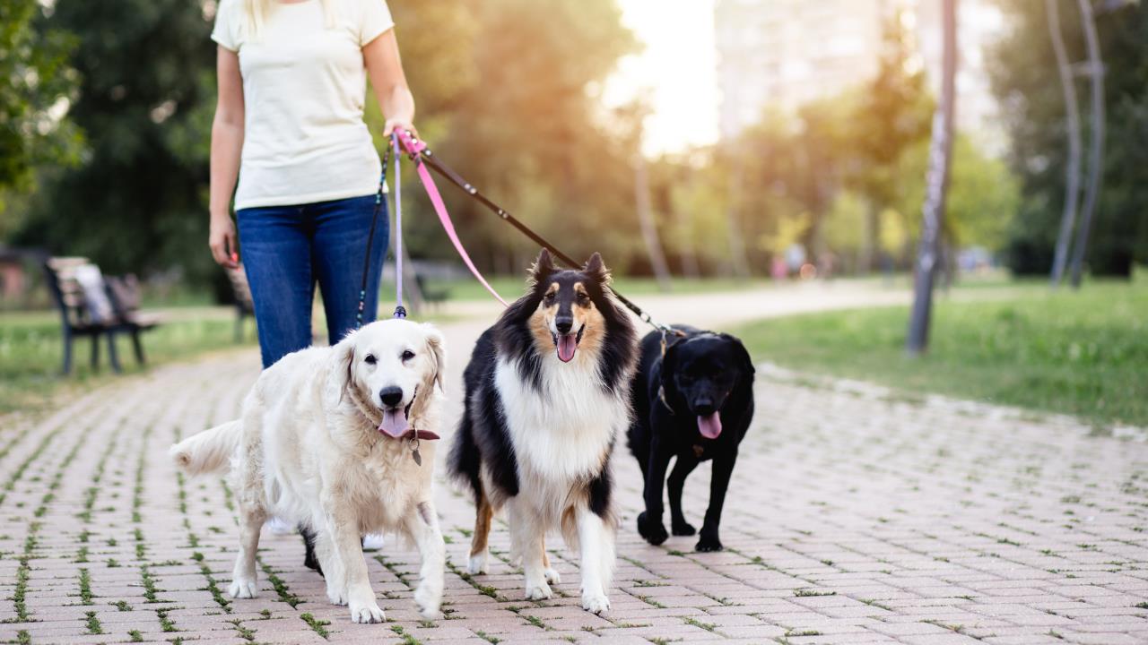 how to start a dog walking business