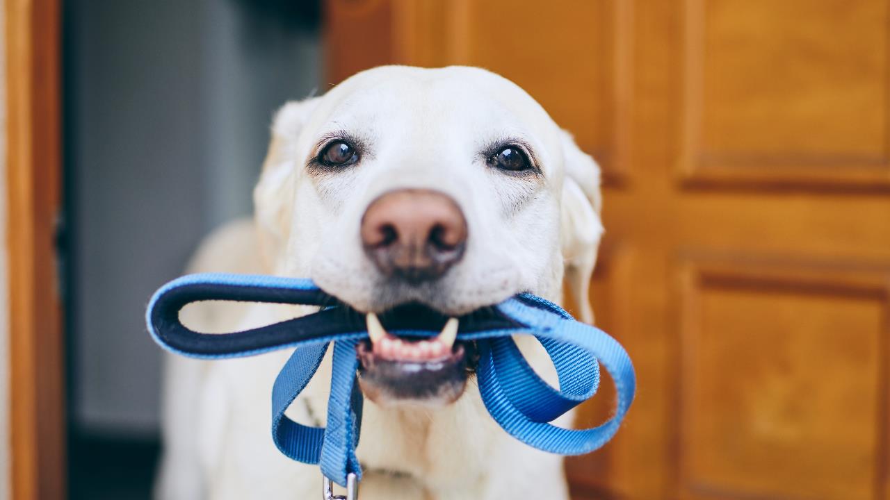 how to start a dog walking business