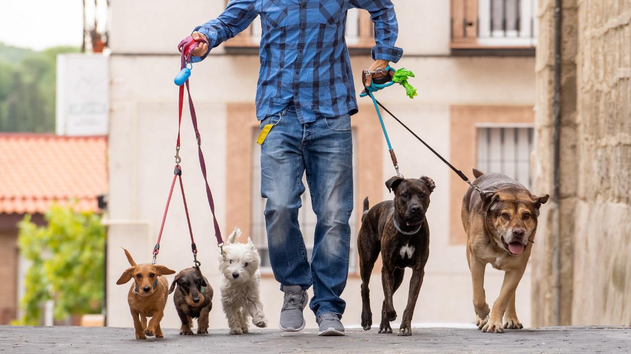 how to start a dog walking business