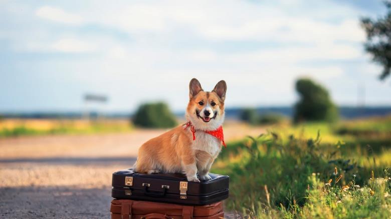 Traveling with Pets: 8 Tips for Stress-Free Journeys with Your Furry Friends