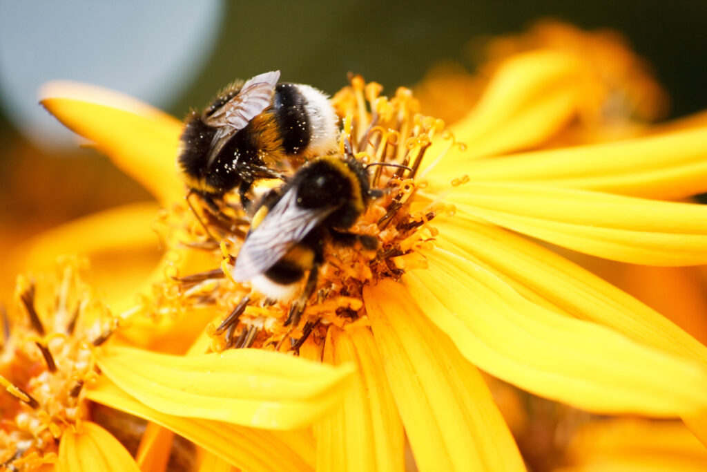 Biodiversity Loss