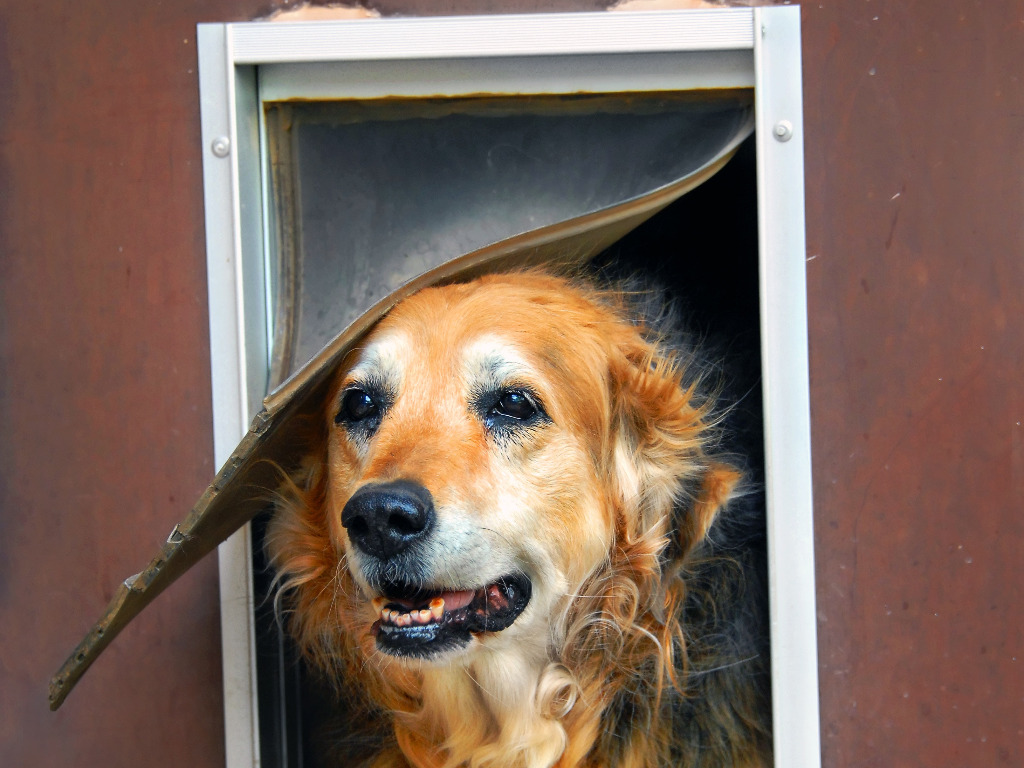  pet door