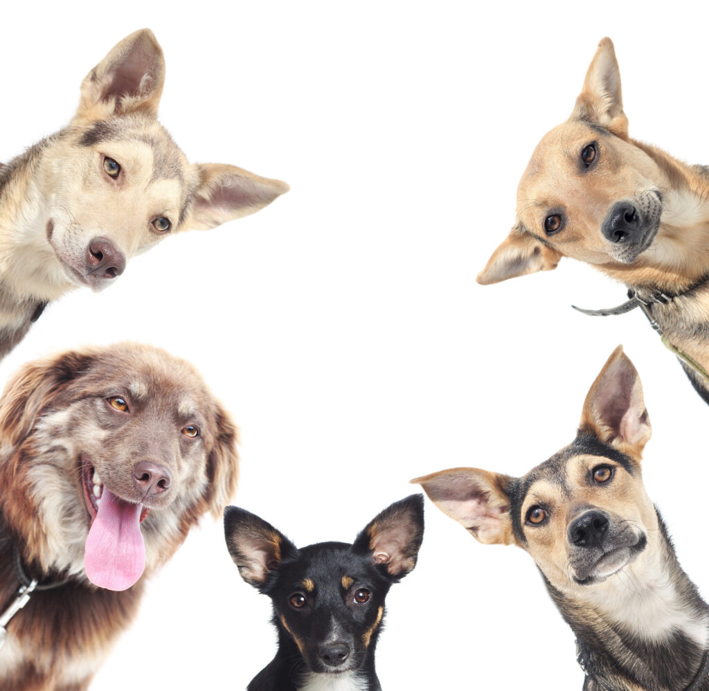 benefits of mixed breed dogs