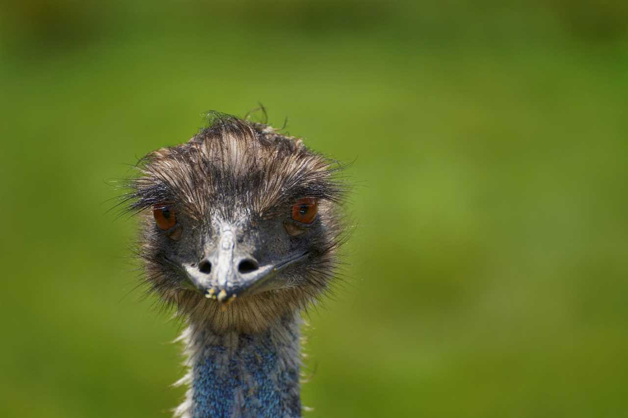 emu