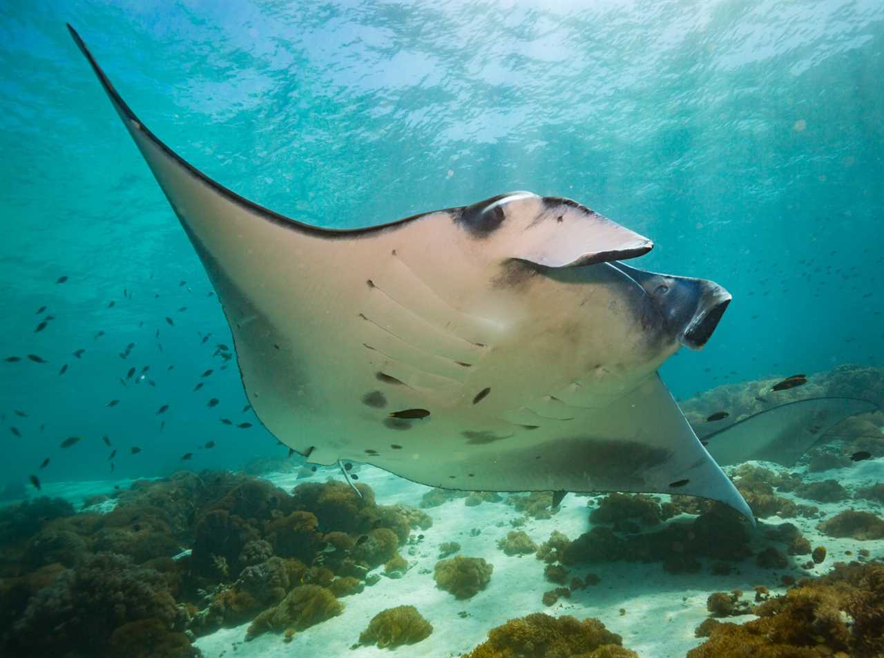 manta rays