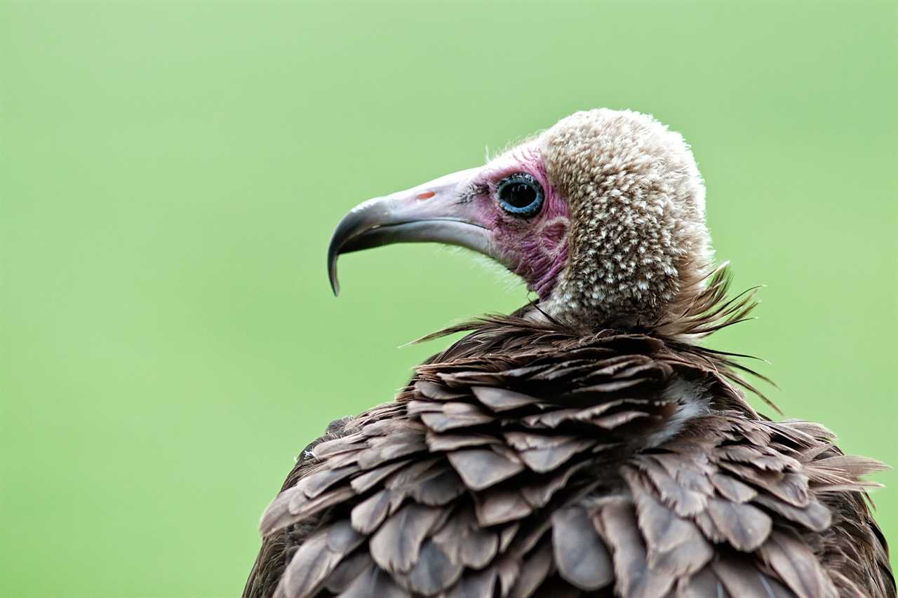 vulture