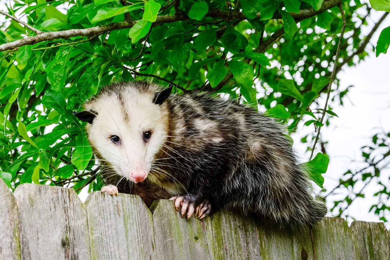 opossum 