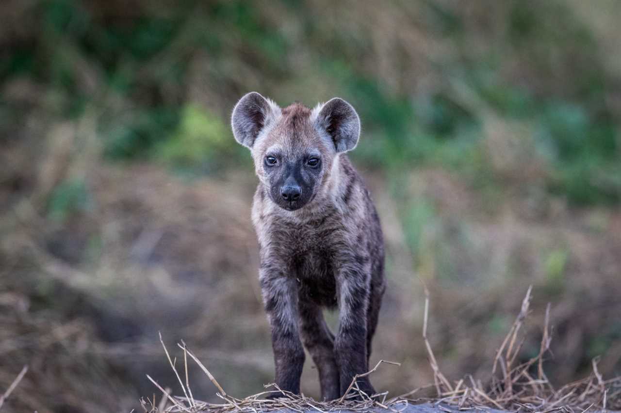 hyena