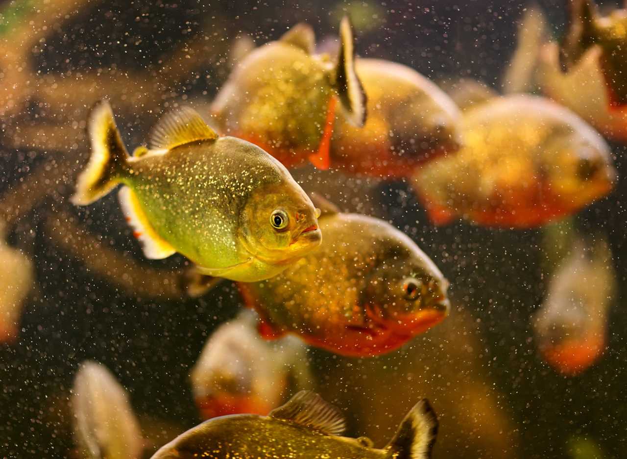 piranhas 