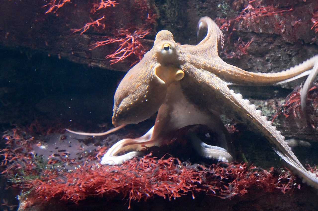 octopus