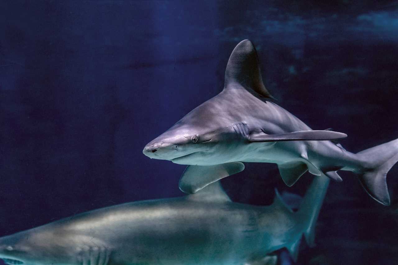 common misconceptions about sharks