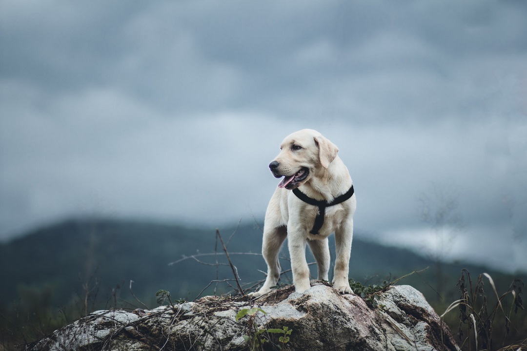 12 Pets That Are Perfect For Those With An Active Lifestyle