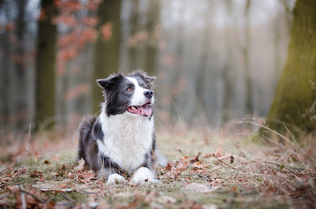 12 Pets That Are Perfect For Those With An Active Lifestyle