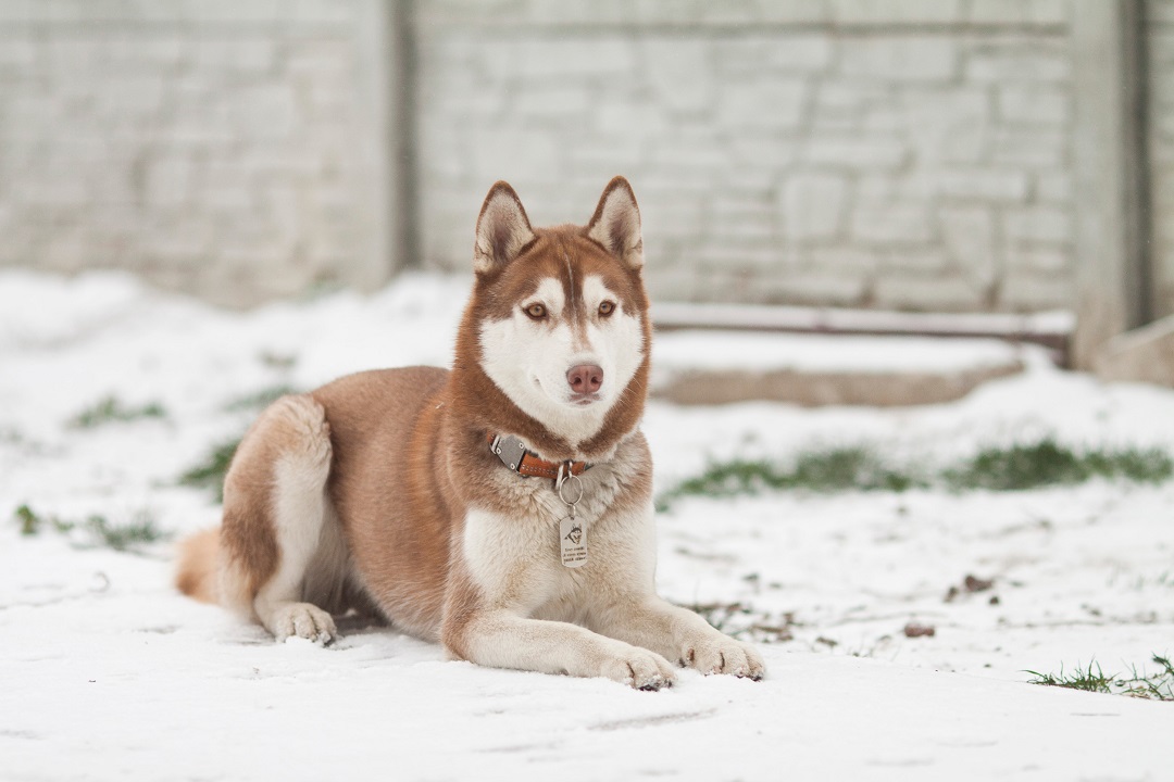 12 Pets That Are Perfect For Those With An Active Lifestyle