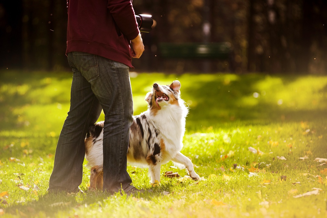 12 Pets That Are Perfect For Those With An Active Lifestyle